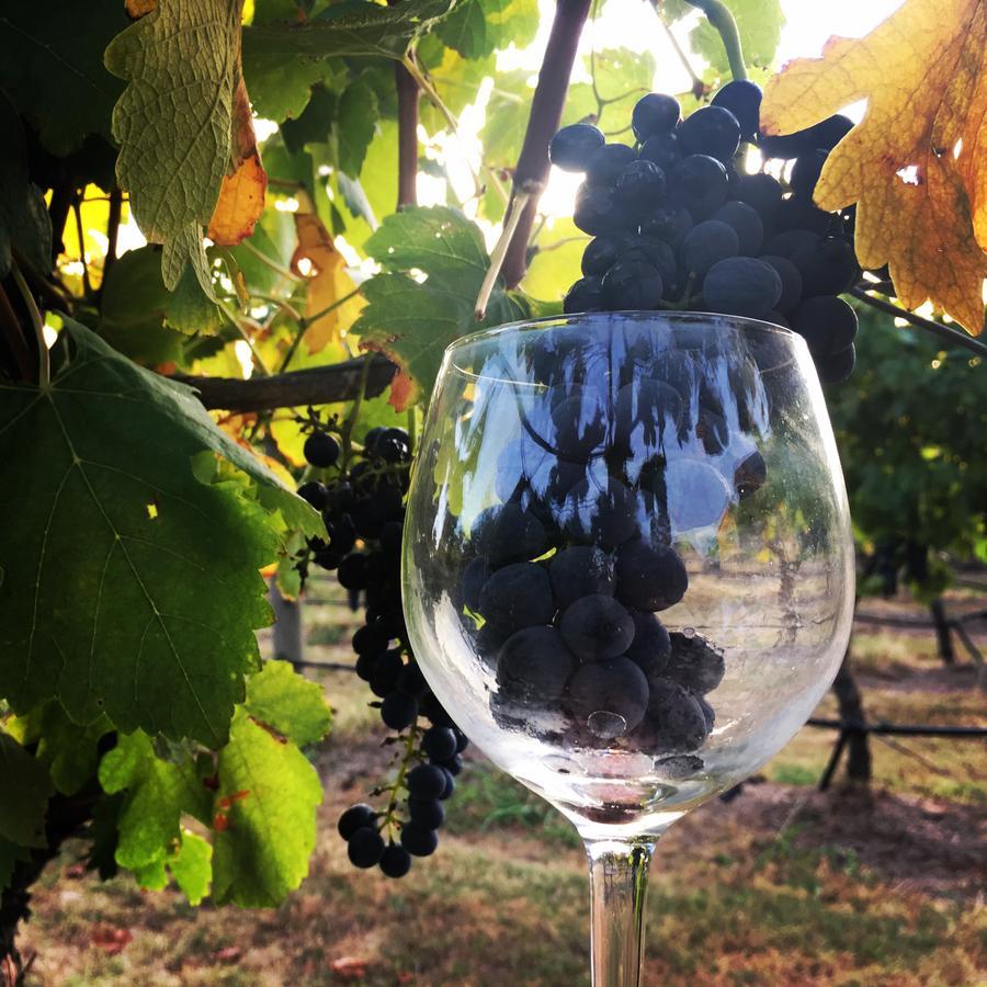 Hotel Tranquil Vale Vineyard Luskintyre Exterior foto